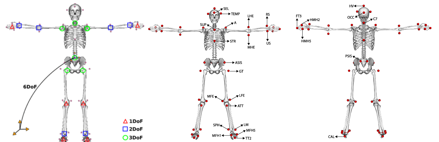 Anatomical model and marker set